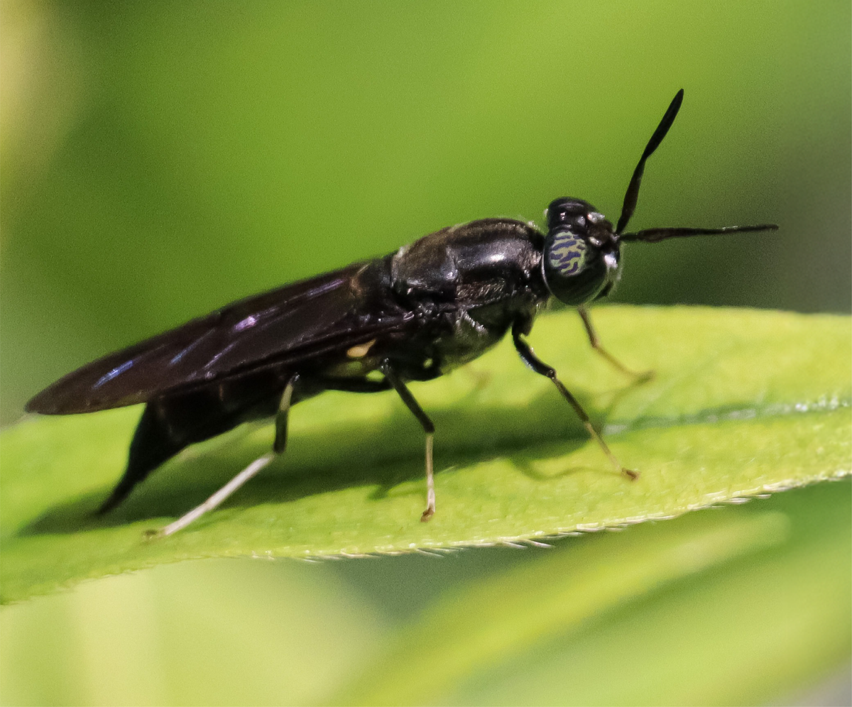 Bfs Insecte What is BSFL? – Tera Diet
