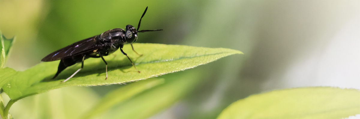 Champion Insect What is BSFL? – Tera Diet